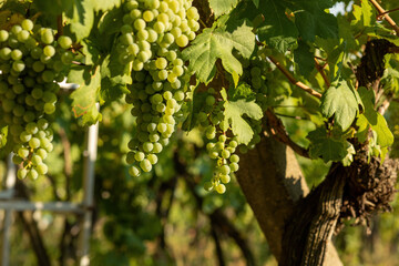 Fototapeta premium Grapes growing in a vineyard on a sunny day.Summer season.