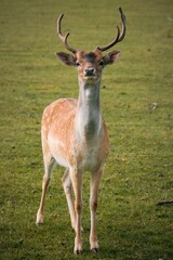 fallow deer