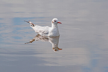 Mirror reflection of a white gull floating on  a milky blue lake
