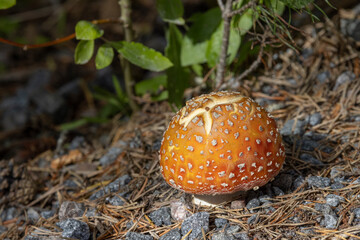 Roter Fliegenpilz / Roter Fliegenschwamm,RØD FLUESOPP,Amanita muscaria, Agaric moucheté / Agaric an mouches / Tue,Fly agaric.,Skellefteå,Vasterbotten,Sweden,scandinavia,Europe