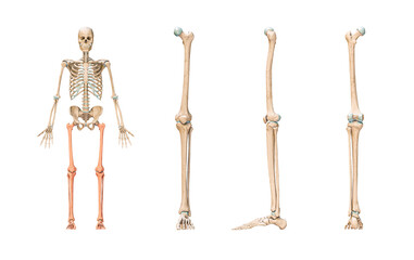 Accurate leg or lower limb bones of the human skeletal system or skeleton isolated on white background 3D rendering illustration. Anterior, lateral and posterior views. Anatomy, osteology concept. - obrazy, fototapety, plakaty