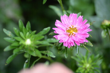 Obraz premium asters pink flowers, asters pink, autumn flowers, asters close-up, photo in good quality, photo close-up, background, photo in good quality