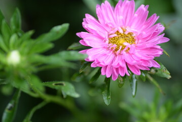 Obraz premium asters pink flowers, asters pink, autumn flowers, asters close-up, photo in good quality, photo close-up, background, photo in good quality