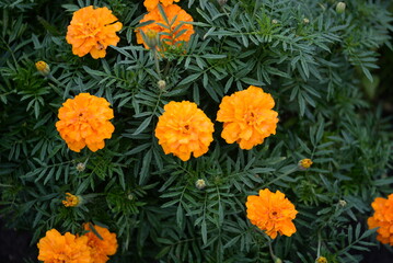 
abstract background, texture, background chernobryvtsy, out of focus, background, texture, color gradient, yellow flowers