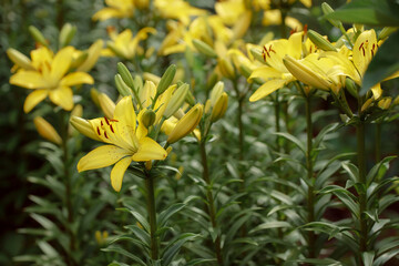Flower yellow lily on natural green-yellow background close-up outdoors. Beauty garden lily with yellow petals garden photography.