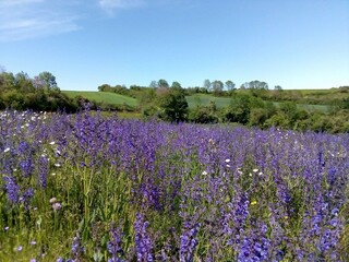 Paysage de fleurs sauvages au printemps