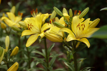 Flower yellow lily on natural green-yellow background close-up outdoors. Beauty garden lily with yellow petals garden photography.