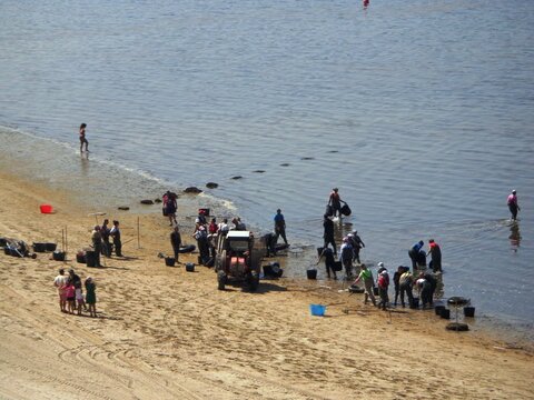 Marisqueo en una playa de las R&iacute;as Bajas de Galicia