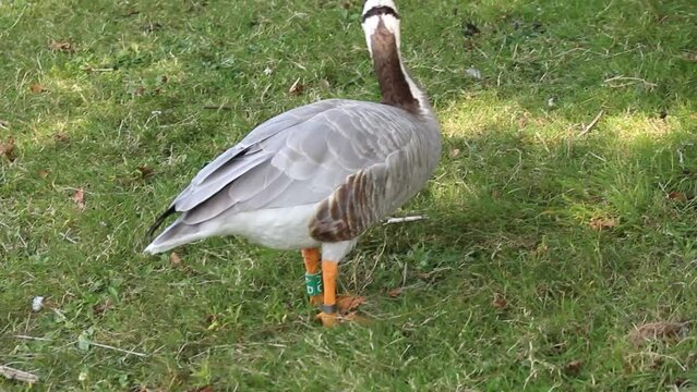 A Bar Headed Goose waddling and foraging for food. These geese are famous for the stripe that goes across their head. These are rare animals. This video was recorded during the heatwave.