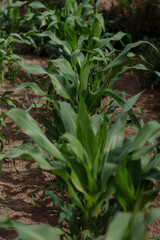 cultivated fields. Agricultural land of a green corn farm. Corn harvest concept idea. Corn grows from seeds in the field.