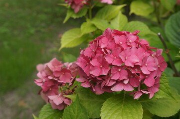 Fototapeta premium Pink flower