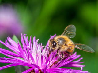 Bee 179