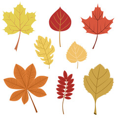 A set of autumn leaves of maple,oak,rowan,birch trees isolated on a white background.The vector set can be used in textiles, postcards, packages.