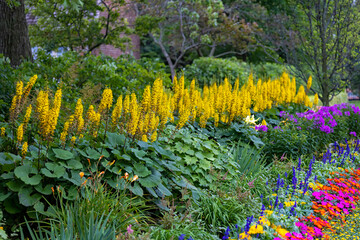 The Rocket Golden Ray (Ligularia stenocephala). The Rocket is a great plant for moist, shady...