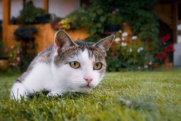 cat on the hunt