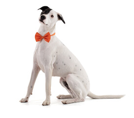 cute white dog with a black stain with a bow tie