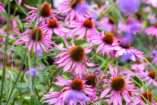 The popular Purple Coneflower, (Echinacea purpurea), blooms profusely for up to two months in mid to late summer and sometimes re-blooms in the fall.