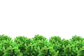 Foto op Aluminium Ornamental green plant in the form of a hedge.Realistic garden shrub, seasonal bush, boxwood, tree crown bush foliage.For decorate of a park, a garden or a green fence.  © gala