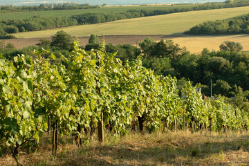 Fototapeta na wymiar Grapes growing in a vineyard on a sunny day.Summer season.