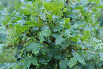 green leaves with rain drops