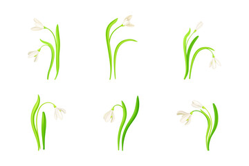 Snowdrop or Galanthus with White Drooping Bell Shaped Flower and Linear Leaves Vector Set