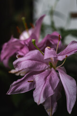 close up of a purple flower