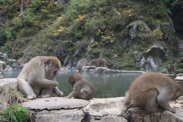 Monkey family in Nagano Snow Monkey Park. Taken in 7th November 2020. 