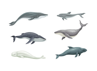 Obraz na płótnie Canvas Whale as Aquatic Placental Marine Mammal with Flippers and Large Tail Fin Vector Set