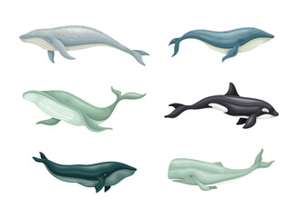 Whale as Aquatic Placental Marine Mammal with Flippers and Large Tail Fin Vector Set