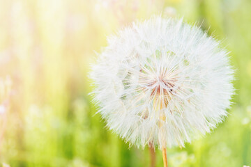 macro photography with beautiful texture fluffy dandelion on green meadow, blurred background, close-up