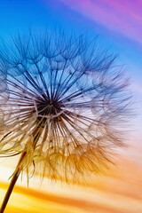 Obraz premium macro photography with beautiful texture fluffy dandelion on the background of colorful sunset sky, calm relaxing evening landscape with beautiful multicolored sky at sunset, close-up