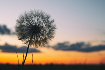 Fototapeta na wymiar beautiful fluffy dandelion on the background of colorful sunset sky, calm relaxing evening landscape with beautiful multicolored sky at sunset, close-up