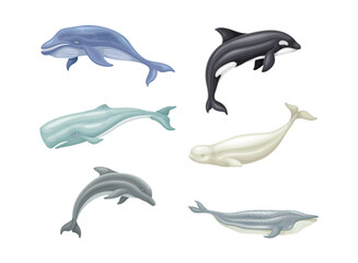 Obraz premium Whale as Aquatic Placental Marine Mammal with Flippers and Large Tail Fin Vector Set
