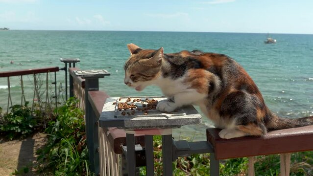 Close up of a calico domestic cat with tri color coat combination of white, orange and black patches eating catfood against beach, located in Angora, Side, Turkey