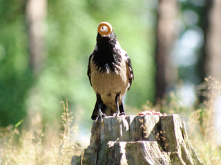 A crow flaunts a bagel.