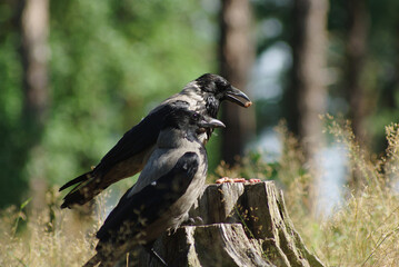 Romantic crow couple. One eats, the other controls the space.