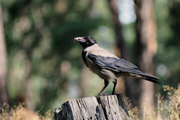 A crow is about to take off from the feeding ground
