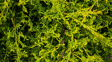 Evergreen background, fresh summer cypress leaves. Green leaves background.Texture of cypress branch.Macro cypress cedar seeds background pattern. Conifer cedar thuja leaf green texture
