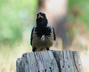 The hooded crow shows its tongue and asks for more food