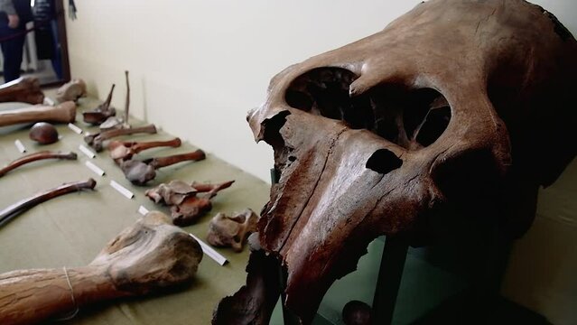 Exhibition of details of the mammoth skeleton and skull. Paleontological exhibits