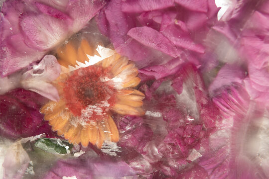 Abstract Seamless Wallpaper Of Pink And Orange Frozen Flowers In Water 