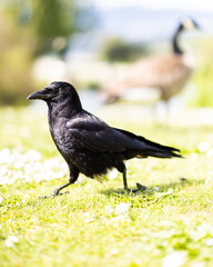 Crow, walking with Canada Goose