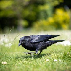 Squatting Crow