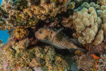 Fish swimming in the Red Sea, colorful fish, Eilat Israel
