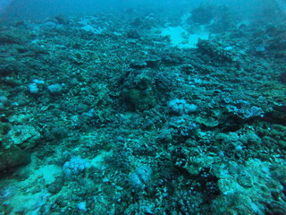 Fototapeta premium Coral reef and water plants in the Red Sea, Eilat Israel 