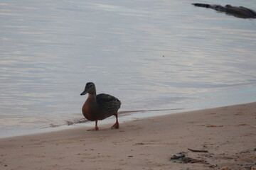 Mallard duck walking on the beach