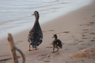 Momma mallard duck and baby duckling walking on the beach