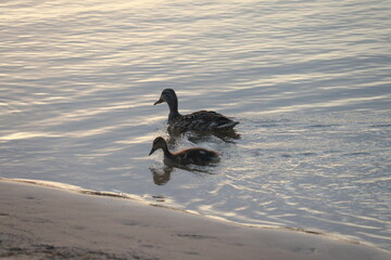 Close up of Mallard hen and duckling on the edge of the water
