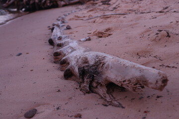 Half buried driftwood log on the beach