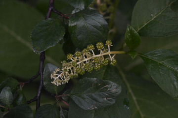 photo after the rain .macro photography of a plant branch